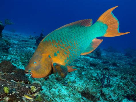 The Nancy Foster Chronicles: Parrotfish: Coral Reef Vegetarians