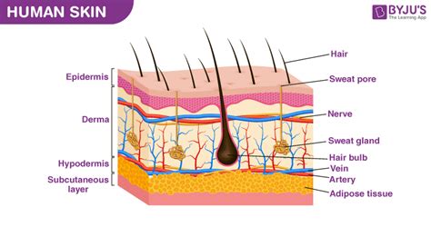 Skin Diagram with Detailed Illustrations and Clear Labels