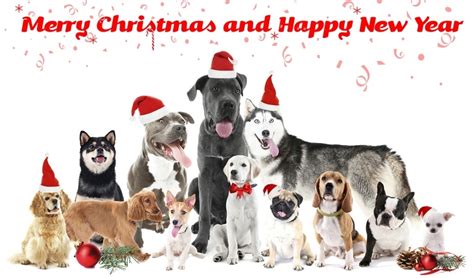 25 Unique Dog Christmas Cards for Animal Lovers (Updated 2023!)