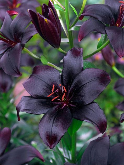 Black Charm Asiatic Lily Care