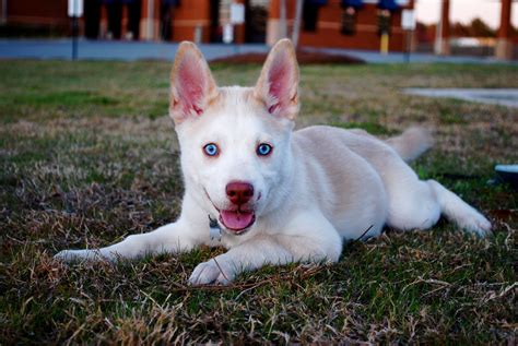 Husky Corgi Mix Adoption