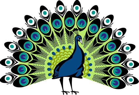 Simple Colorful Peacock Drawing - Cliparts.co