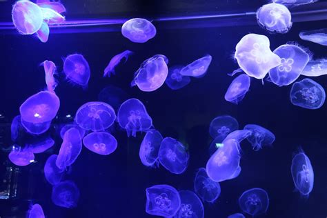 Download Sea Life Blue Underwater Animal Jellyfish 4k Ultra HD Wallpaper