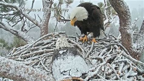 Watch: First bald eagle nest in Big Bear Valley