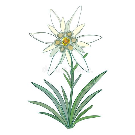 Vector Edelweiss or Leontopodium Alpinum. Blooming Flower and Green Leaves Isolated on White ...