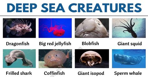 Deep Sea Fish: List of 35+ Types of Fish that Live in the Deep Sea ...