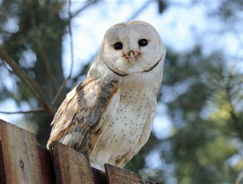 Barn Owl | Beauty Of Bird