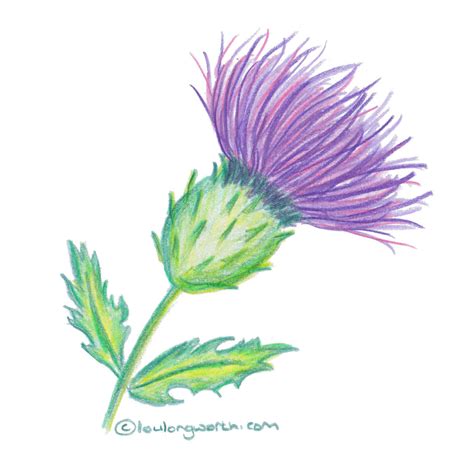 Thistle Flower Drawing