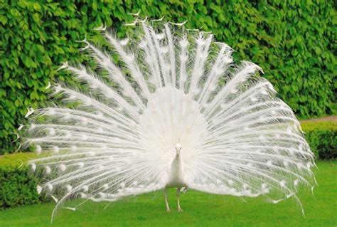 White Peacock Wallpapers - Top Free White Peacock Backgrounds ...