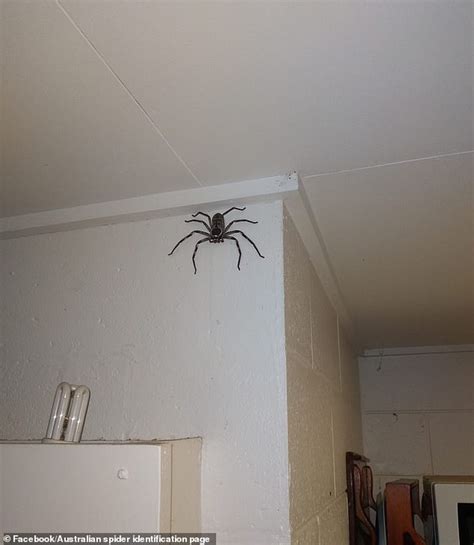 Giant Australian House Spider