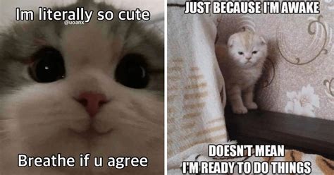 19 Fluffy And Funny Feline Memes To Show All Your Colleagues At Work - I Can Has Cheezburger?