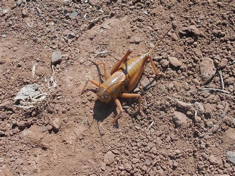 Grasshopper-Mormon Cricket Control — Invasive Species of Idaho