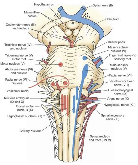 Meddy Bear - Online Medical Community.. find out more! | Nerve anatomy, Cranial nerves, Nervous ...