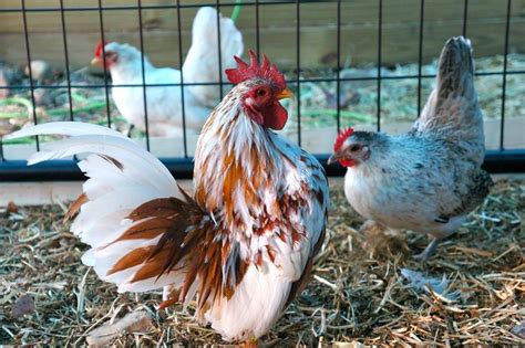 1000+ images about Serama Chickens on Pinterest | Miniature, Chickens for sale and Malaysia