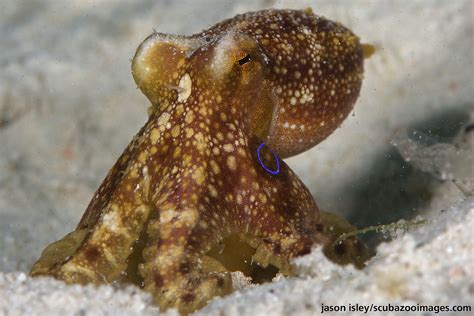 Ocellated octopus (octopus mohoti) | Taken in Mabul. | Jason isley | Flickr