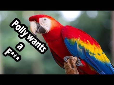 Top 10 swearing parrots (swearing birds) | ADEW Pets Centre