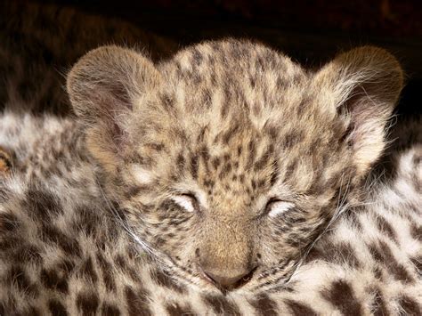 Sleeping Leopard Cub Free Stock Photo - Public Domain Pictures