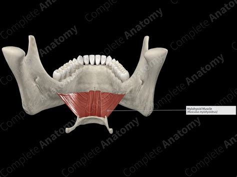 Mylohyoid Muscle | Complete Anatomy