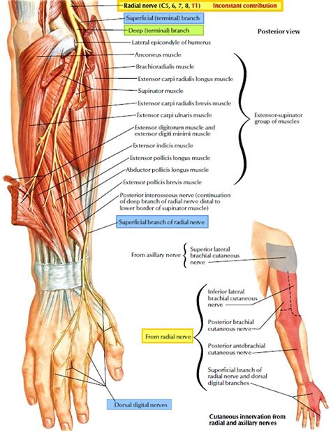 Radial nerve anatomy, radial nerve palsy and radial nerve injury