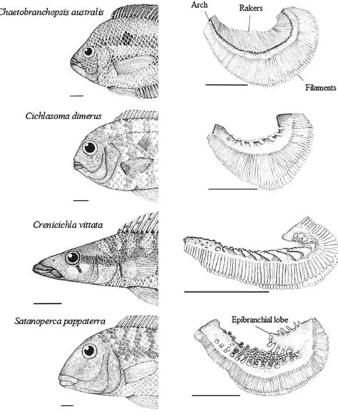 Fish Gill: Types, Structure And Function - Fish Article