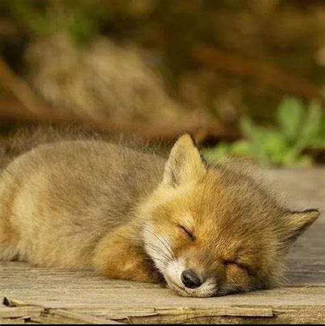 sleeping baby : r/foxfanclub