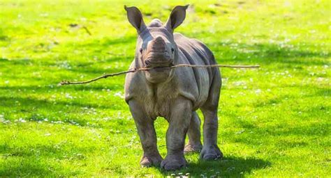 Rhino Names - Nearly 200 Excellent Names For Rhinoceroses