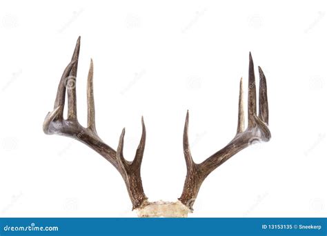 Large Whitetail Buck Antlers Isolated On White Stock Image - Image: 13153135