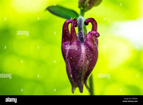 Columbine flower in the garden Stock Photo - Alamy