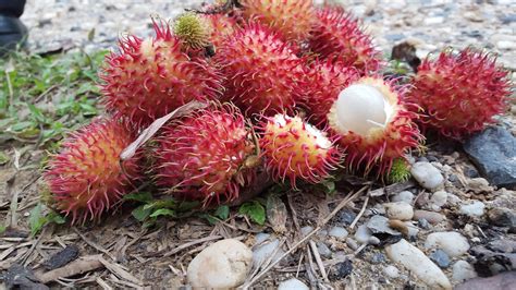 Health benefits of Rambutan Fruit for Weight Loss (Diet) | Health Benefits of Fruit