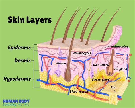 Skin Layers Anatomy Diagram for Kids