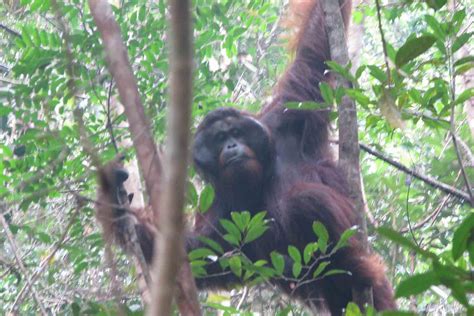 Small Animal Talk: Vet in the Jungle: Tracking Orang utans for conservation