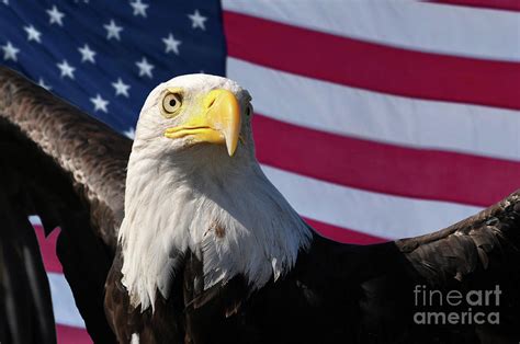 Bald eagle and American flag patriotic symbols of America, USA Photograph by Georgia Evans - Pixels