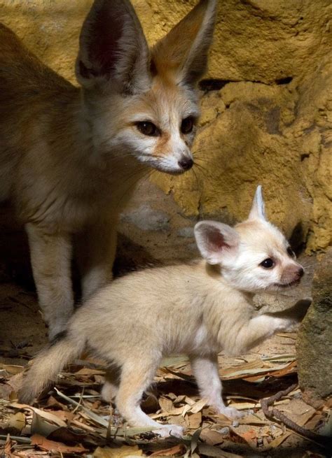 These Baby Fennec Foxes Will Make Your Heart Explode