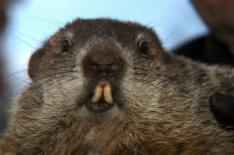 Groundhog Day: Phil's Myth Stretches Back Centuries | Live Science