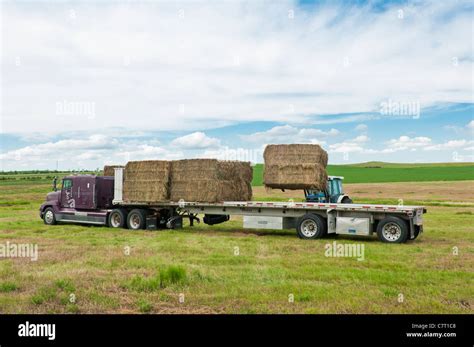 Alfalfa Hay Bales High Resolution Stock Photography and Images - Alamy