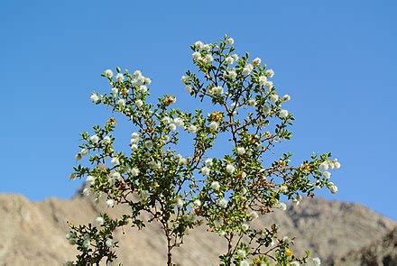 Larrea tridentata - Wikipedia