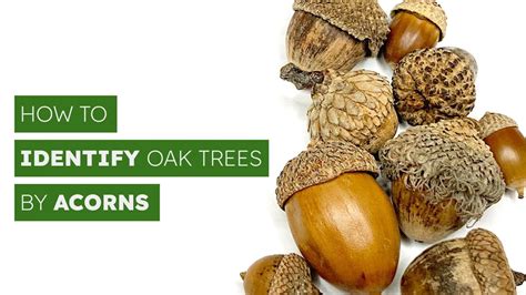 Can an Oak Tree Grow From an Acorn - Back Gardener