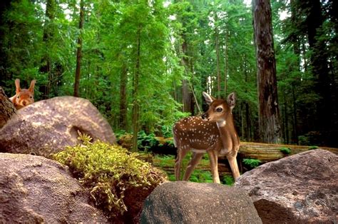 Images Gratuites : arbre, la nature, forêt, région sauvage, Piste, animal, faune, cerf, zoo ...