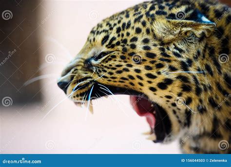 Angry leopard stock image. Image of animals, black, fast - 156044503