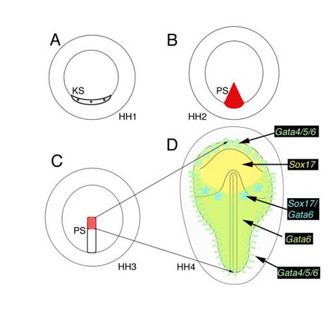 Molecular markers reveal subpopulations of definitive endoderm. Whole ...