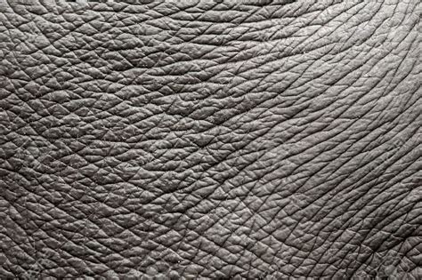 elephant skin - Google Search | Skin textures, Winter skin problems, Texture