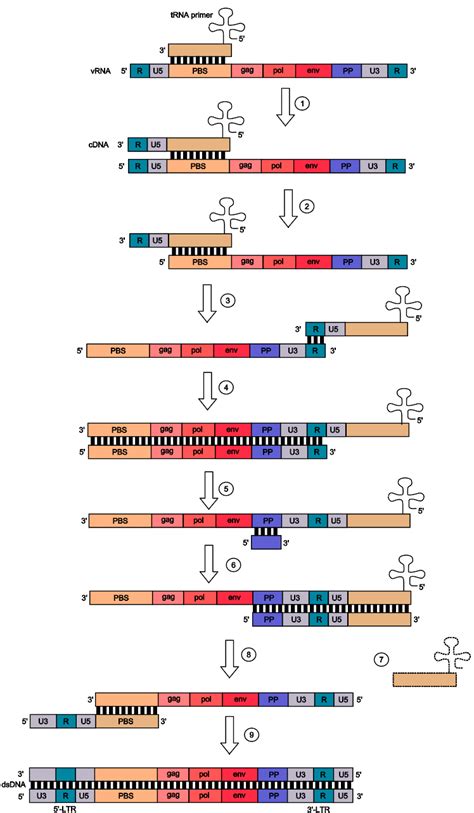 [最新] double-stranded rna viruses examples 287308-Can viruses have double stranded rna ...