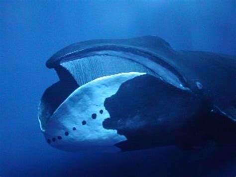 Bowhead Whale Spotted Off Hokkaido, Japan | Arctic For All