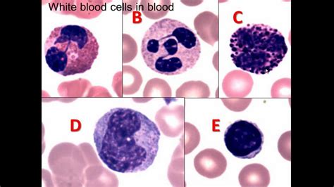 6. Peripheral Blood - YouTube