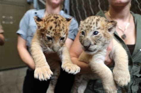 Children celebrate holiday season with a pair of liger cubs