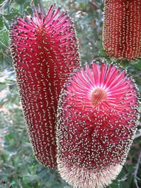 Banksia praemorsa - Cut Leaf Banksia (wine red) Seeds x5 - Ole Lantana's Seed Store