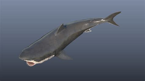 ArtStation - Great White Shark Model | Resources