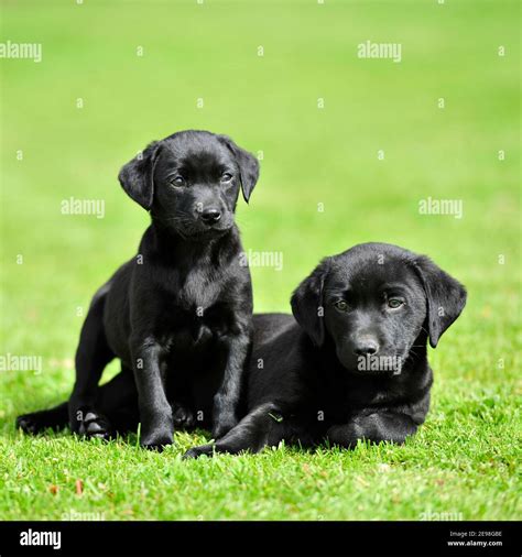 black labrador puppies Stock Photo - Alamy