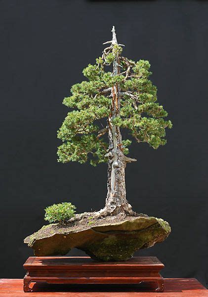 Norway Spruce Bonsai Seedling