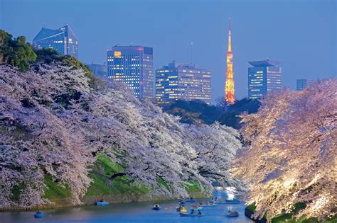 The best cherry blossom viewing spots in Tokyo